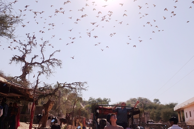 amer, safari, jeep, birds flying above, travel, blog, wanderlust, india, jaipur