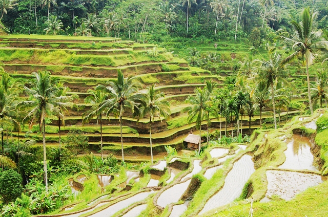 bali rice fields, bali, travel blog, on the way to kintamani, ubud, rice terrace, travel, wanderlust