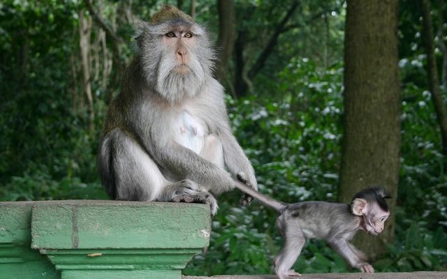 ubud, monkeys, monkey forest, bali, travel