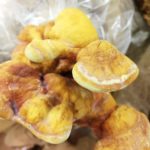 Mushroom Tripping – The Legal kinds