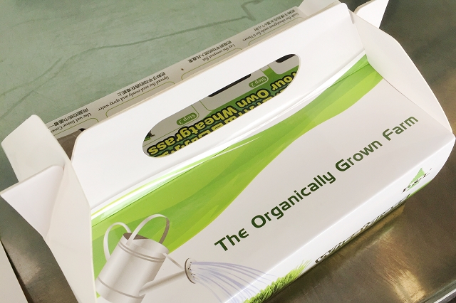 wheatgrass growing kit, singapore, mushroom farm, 