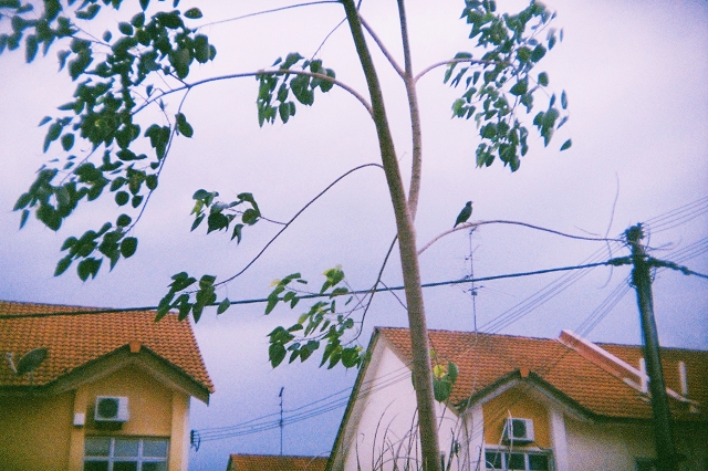 Holga Camera, Film, Photography, Johor Baru, Taman Impian Emas, Bird