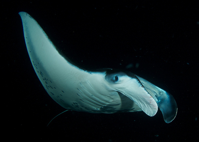 manta ray, diving in bali