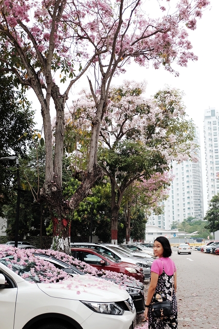 staycation village hotel katong, travel blog singapore, fat starfish, cherry blossoms